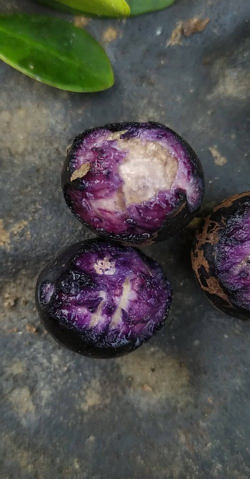 Eugenia aff. oeidocarpa