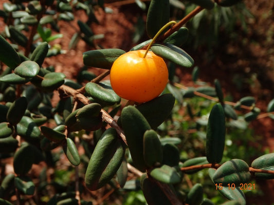 Eugenia azeda "Pitanga Feijoa"