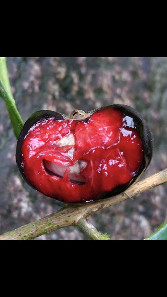 Eugenia burkartiana