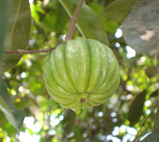 Garcinia gummi-gutta