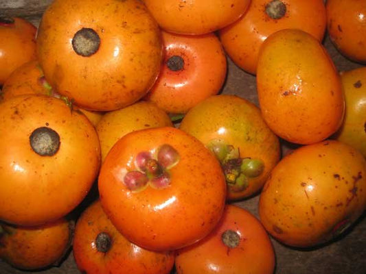Garcinia prainiana "Button Mangosteen"