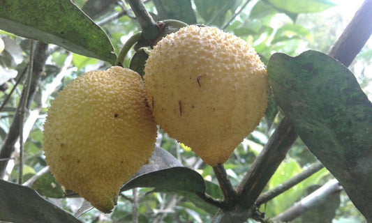 Garcinia sp. "Squat"