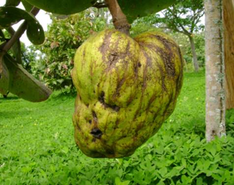 Annona Coriacea 