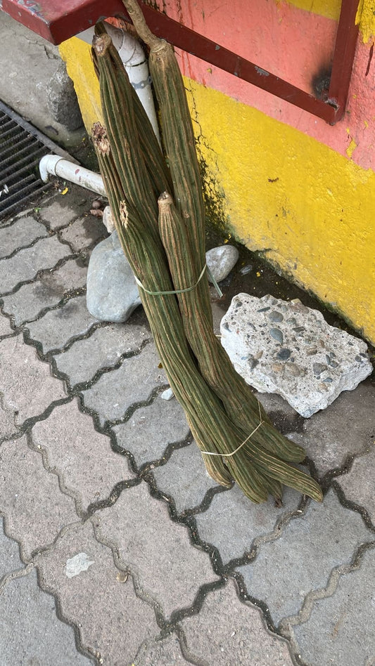 Inga edulis "Ingá cipó"