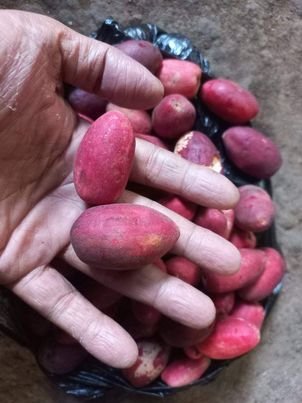 Syzygium sp. "Jambu Bira Papuan Guava"