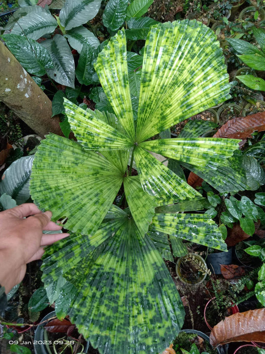 Licuala sp. "Kalimantan Mottled"