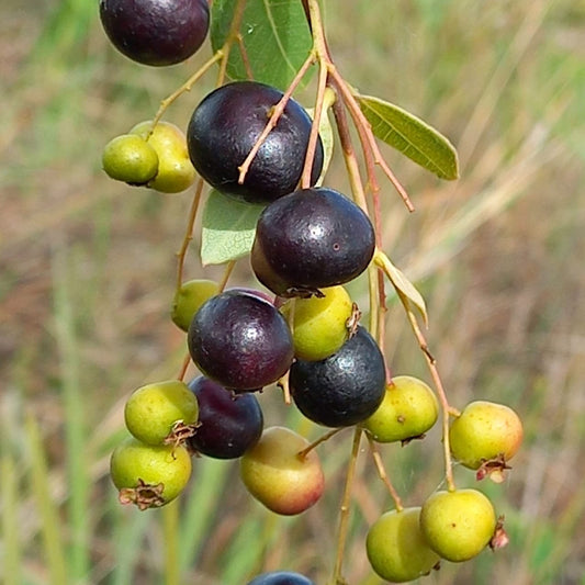 Myrcia rhodeosepala