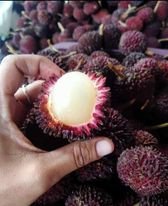 Nephelium ramboutan-ake "Pulasan"
