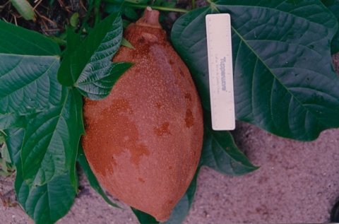 Pangium edule "Pangi"