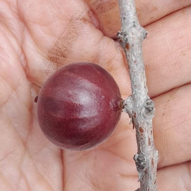 Plinia nana "costada"