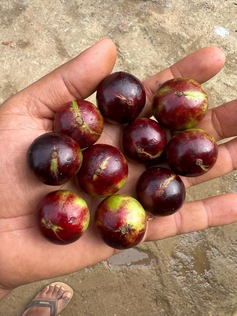 Plinia sp. "Jabuticaba Navel Gigante de Listra Verde"
