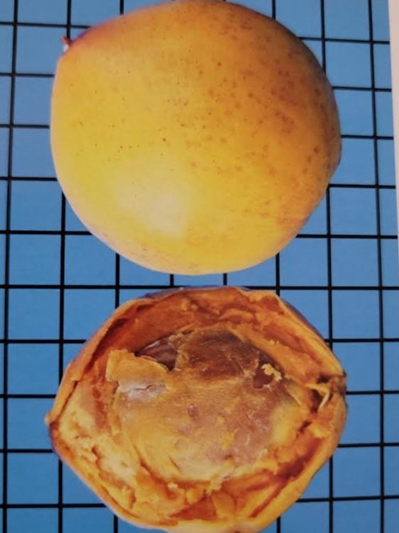 Pouteria multiflora "Jacana"