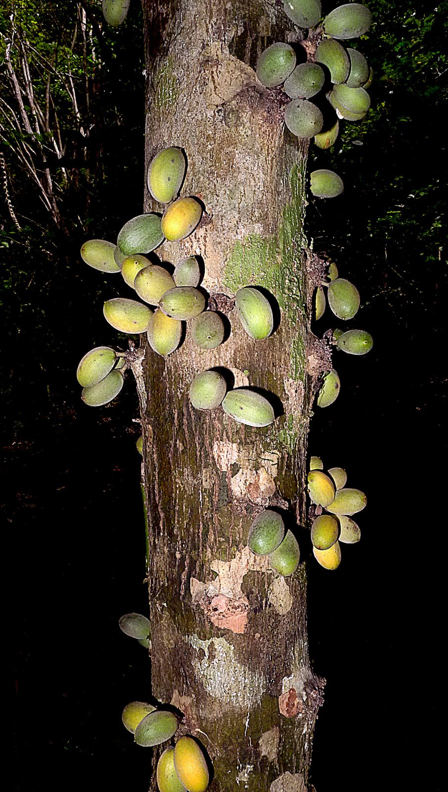 Pradosia lactescens "Marmixa"