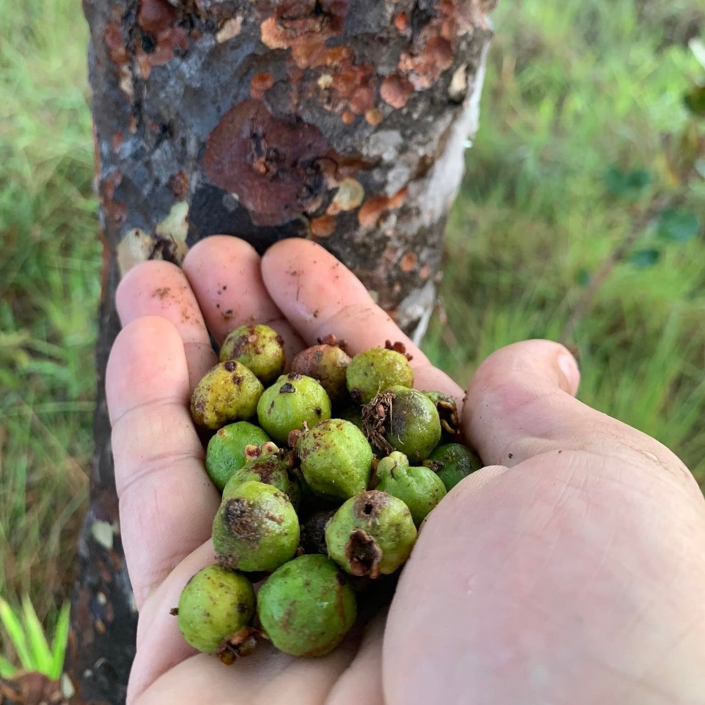 Psidium sp. "Marble Trunk"