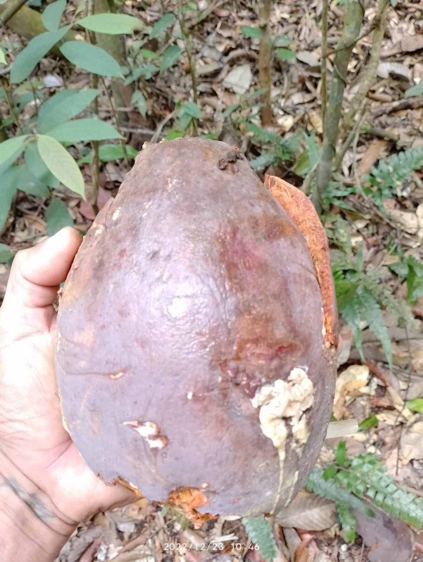 Artocarpus sp. "Red Seeded Forest Jackfruit of Sumatrana"