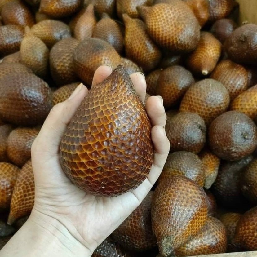 Salacca zalacca var. amboinensis "Bali Salak Gula Pasir"