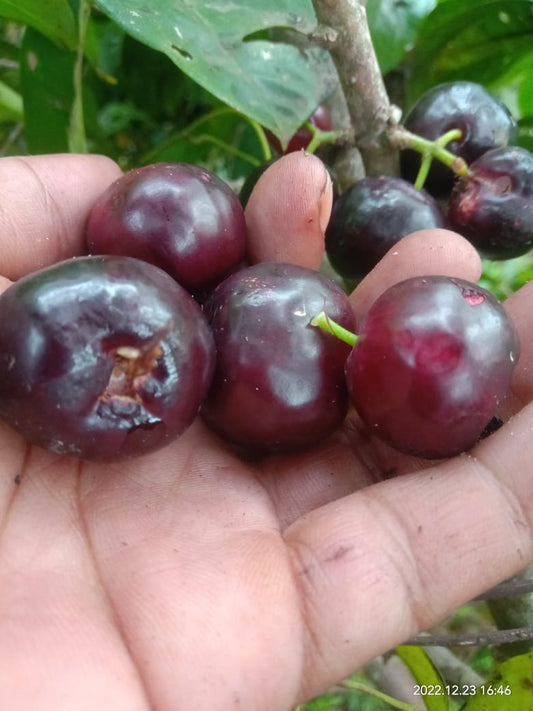 Syzygium sp. "Jambo Buke"