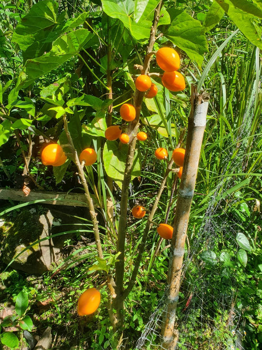 Vansconcellea mónoica "Babaquinho"